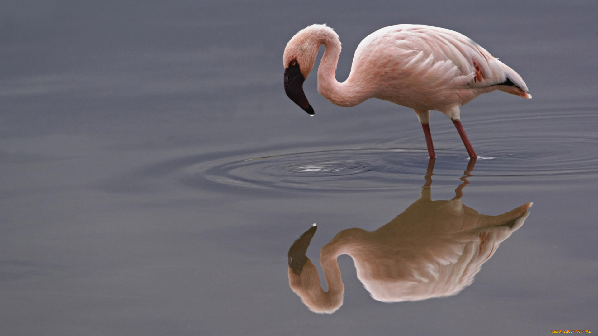 животные, фламинго