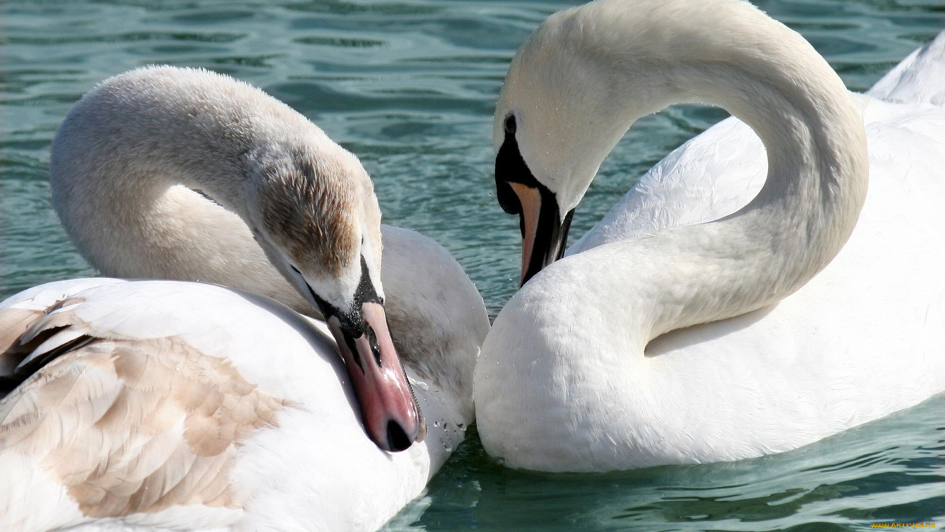 животные, лебеди