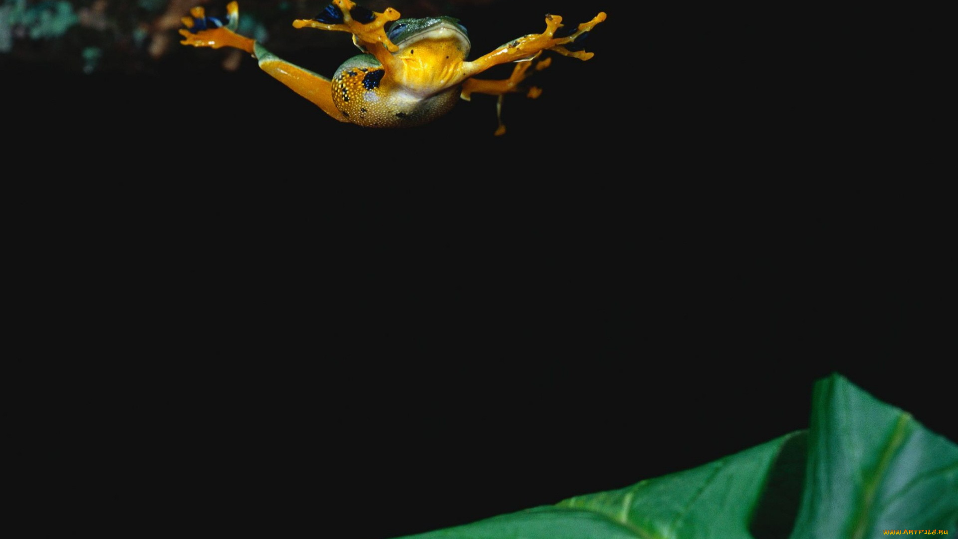 животные, лягушки