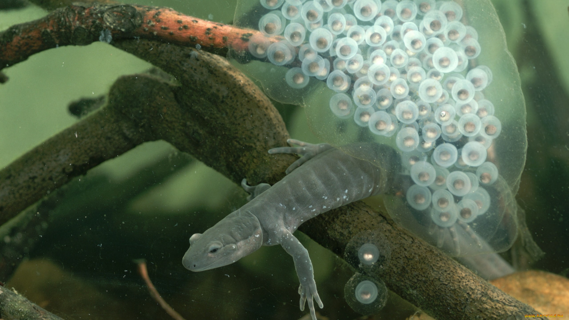 животные, Ящерицы, игуаны, вараны