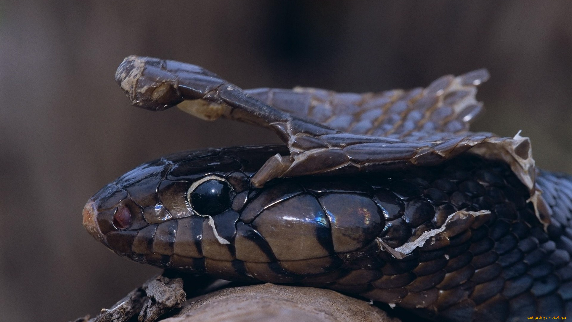 животные, змеи, питоны, кобры