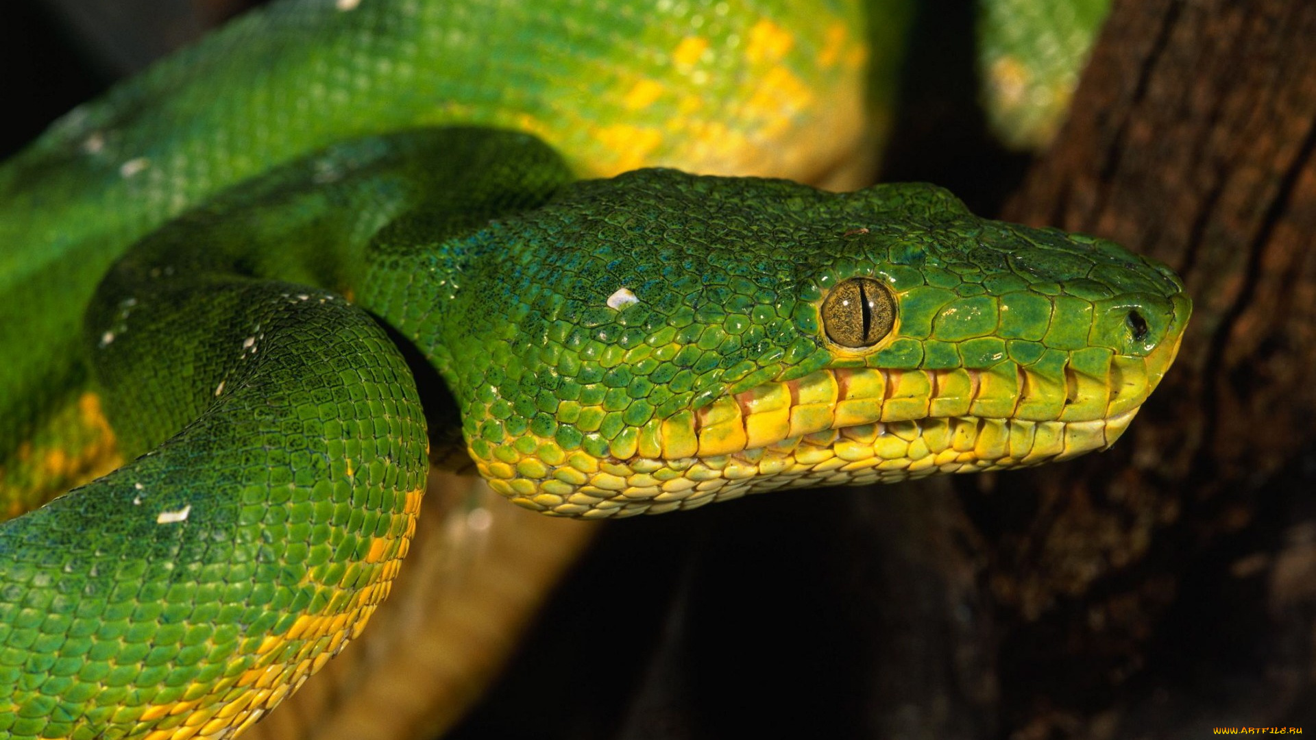 животные, змеи, питоны, кобры
