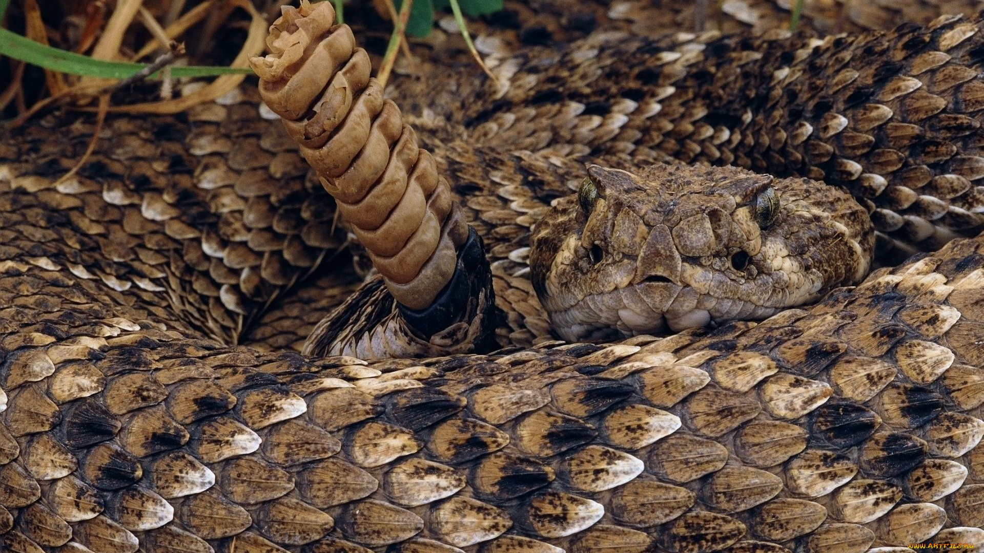 животные, змеи, питоны, кобры