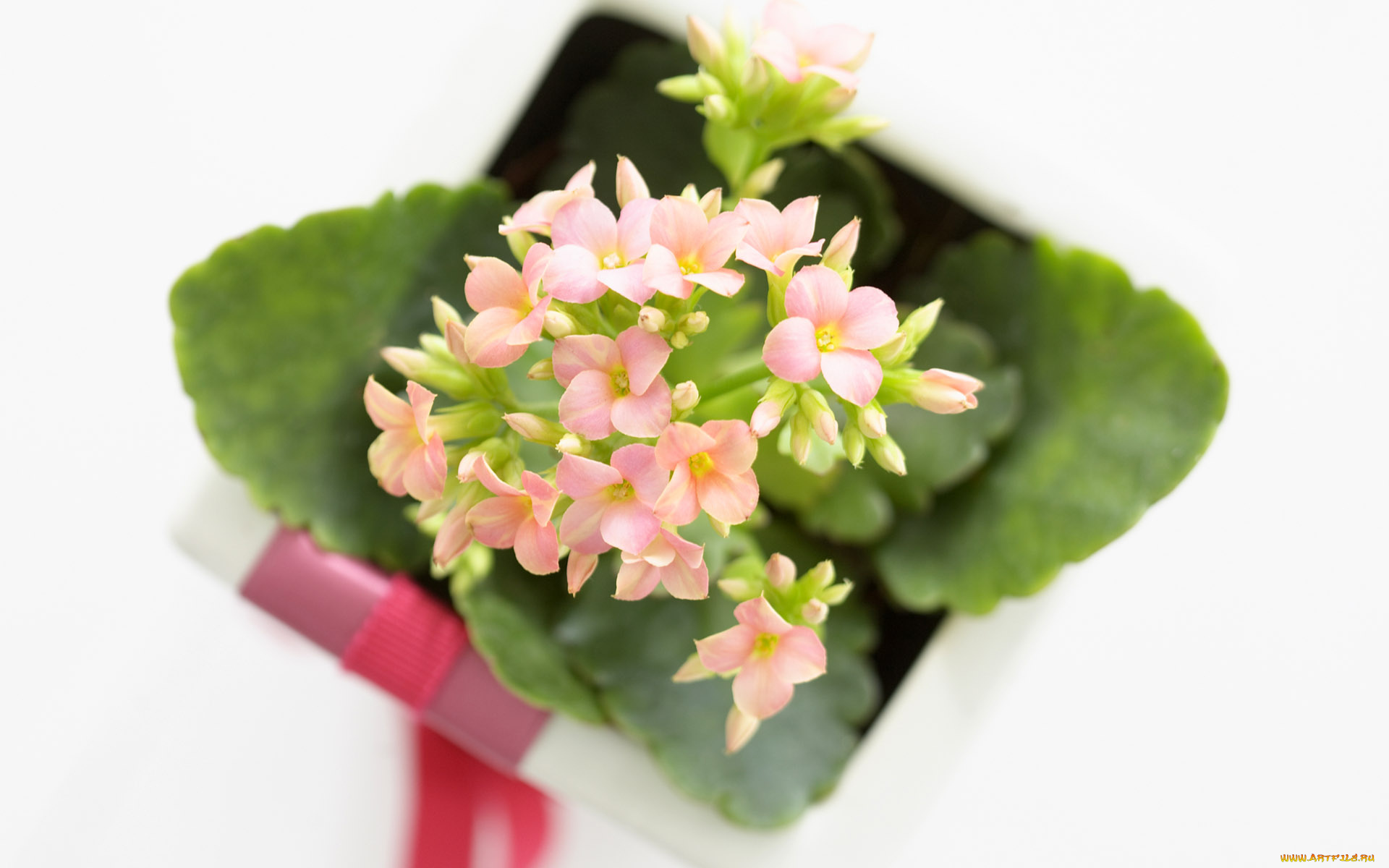 цветы, каланхоэ