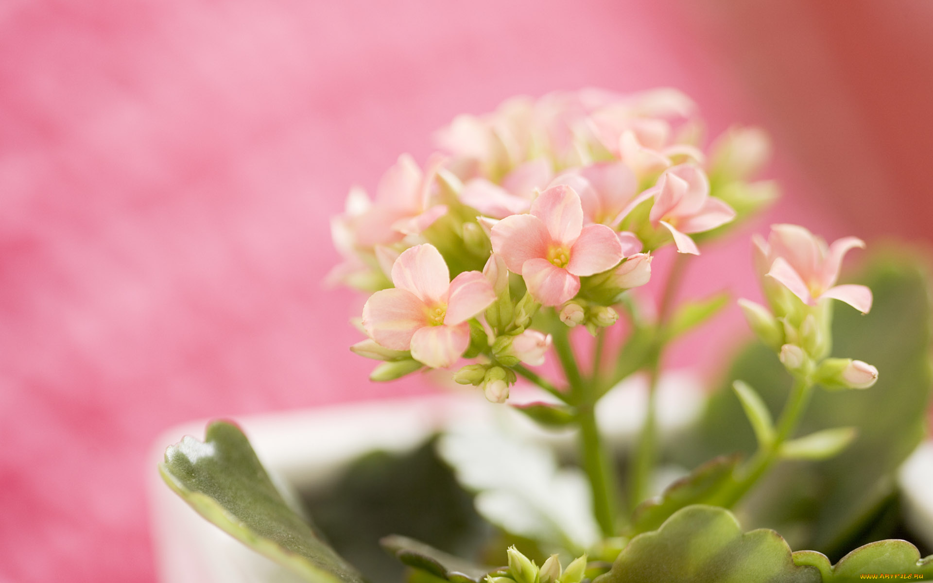 цветы, каланхоэ