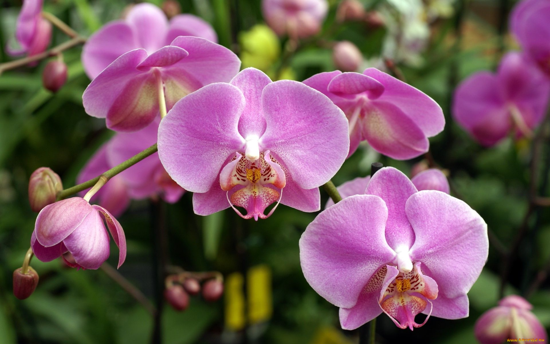 цветы, орхидеи