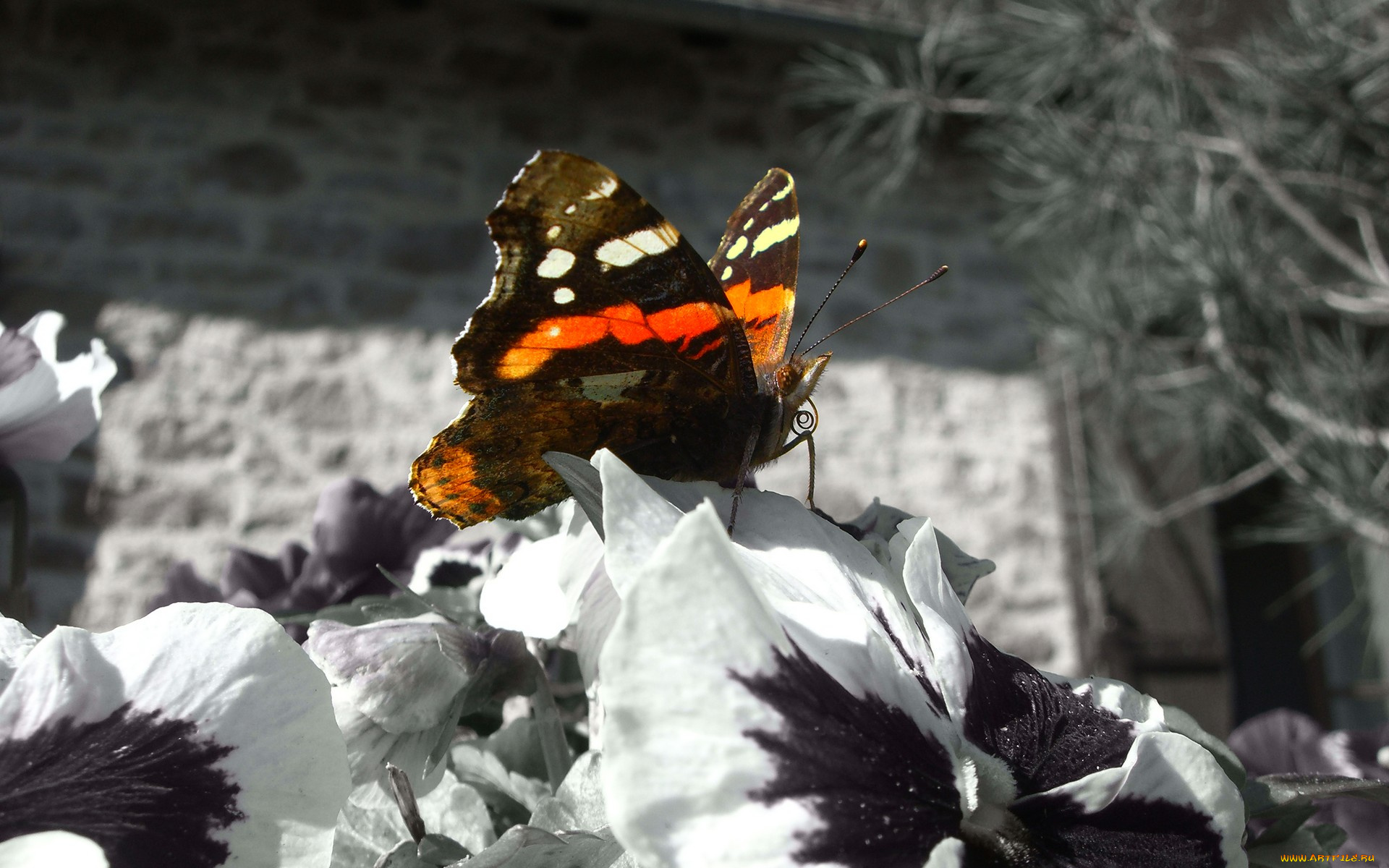 животные, бабочки