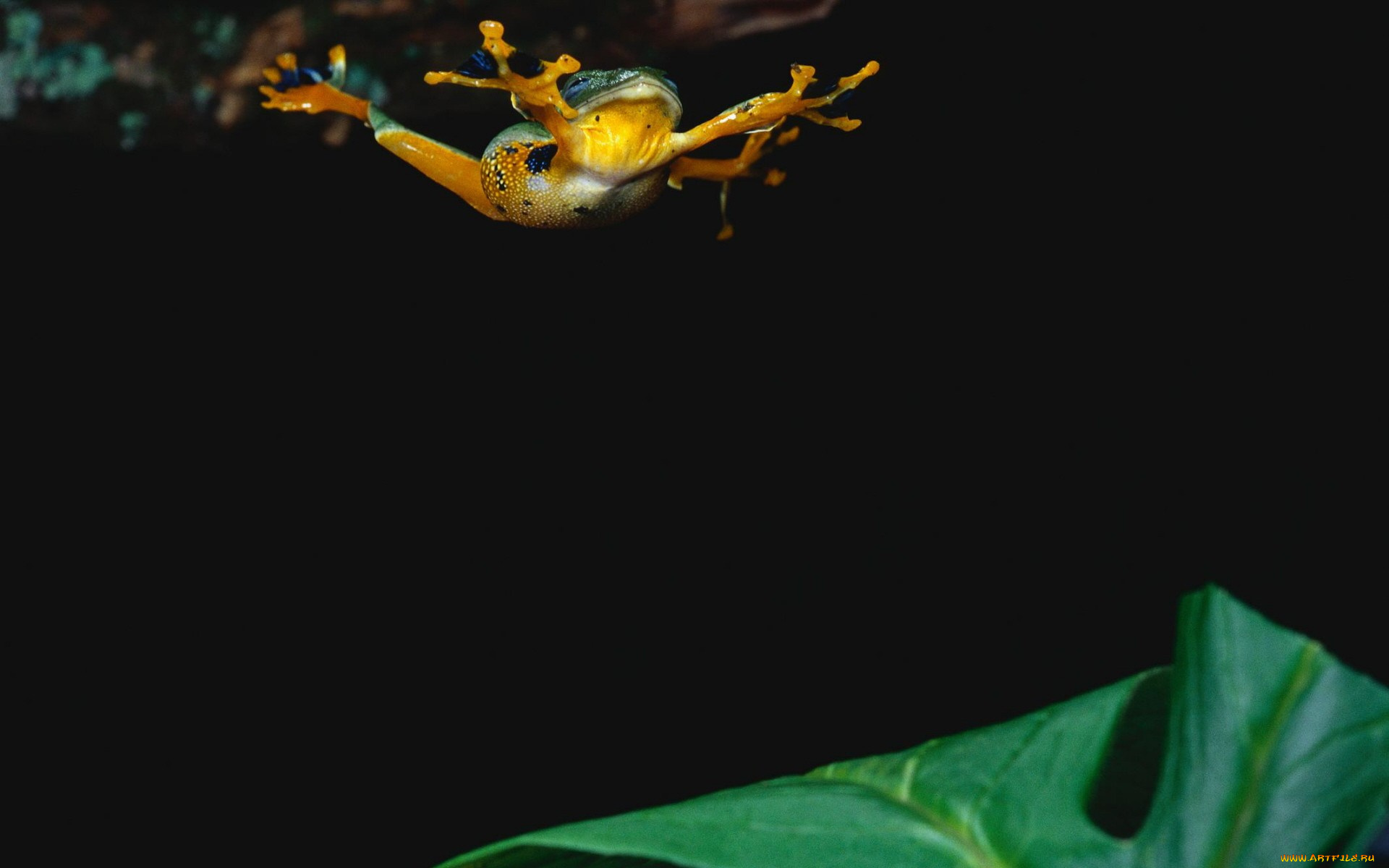 животные, лягушки