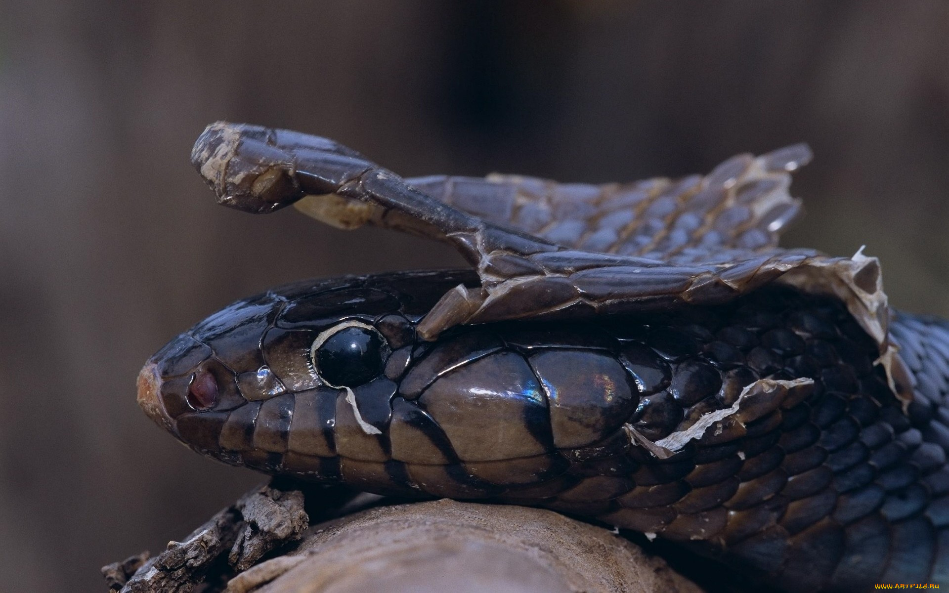 животные, змеи, питоны, кобры