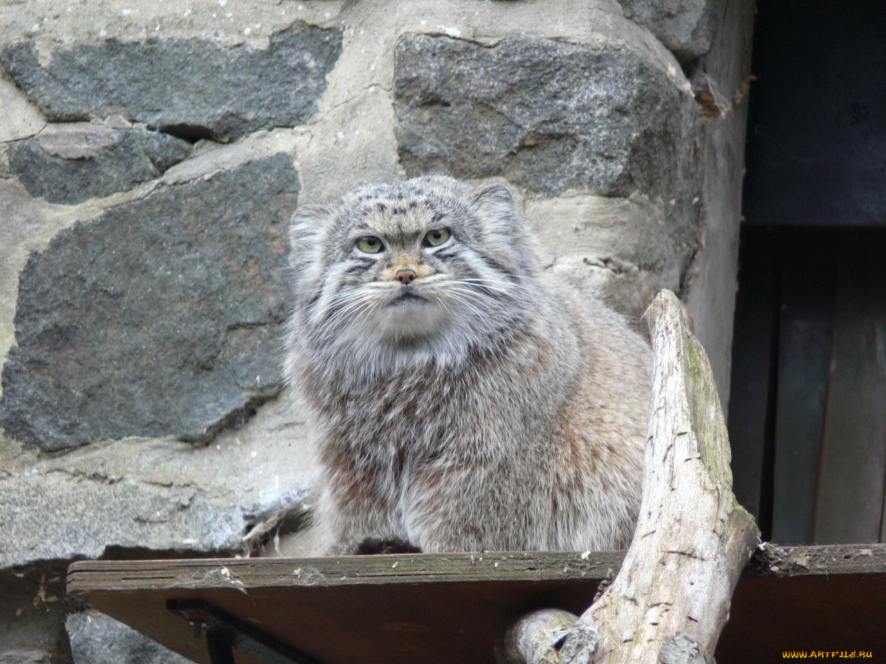 животные, манулы