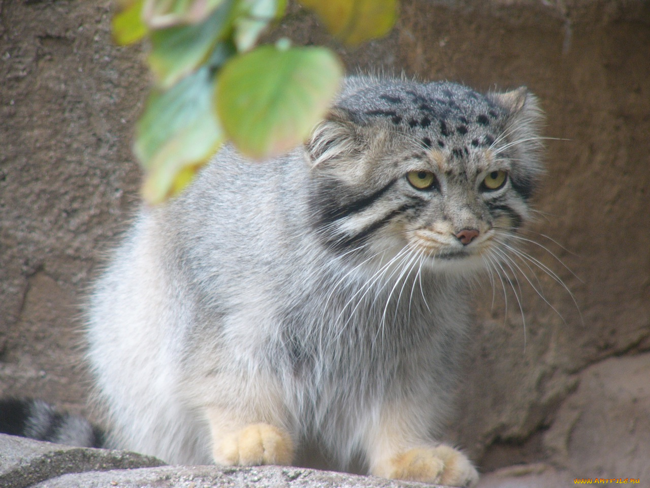 животные, манулы