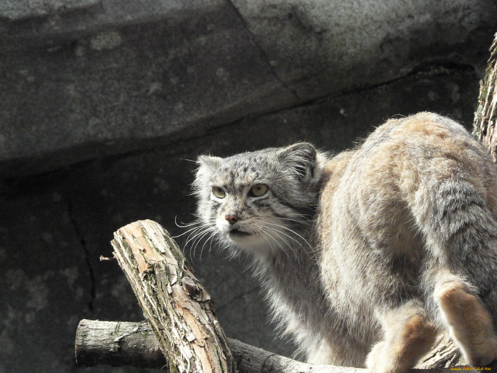 животные, манулы