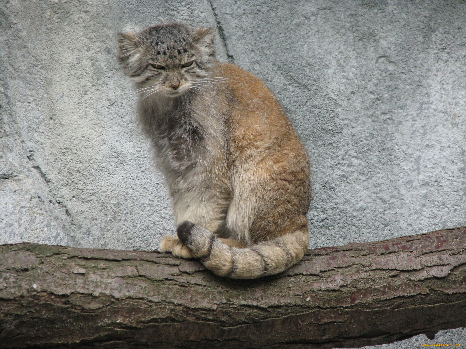 животные, манулы