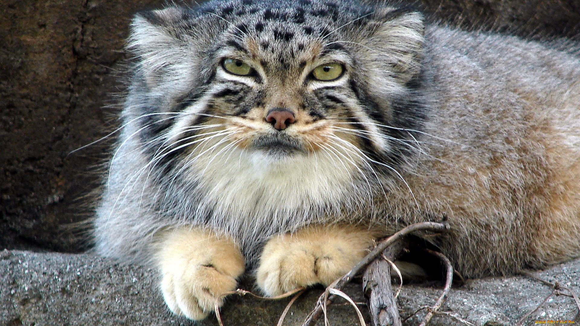 животные, манулы