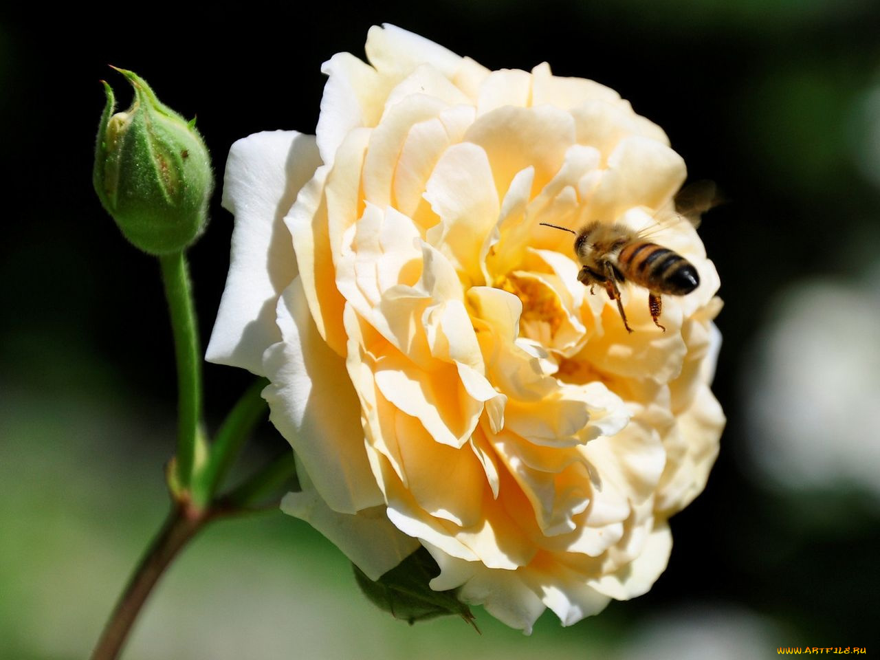 цветы, розы