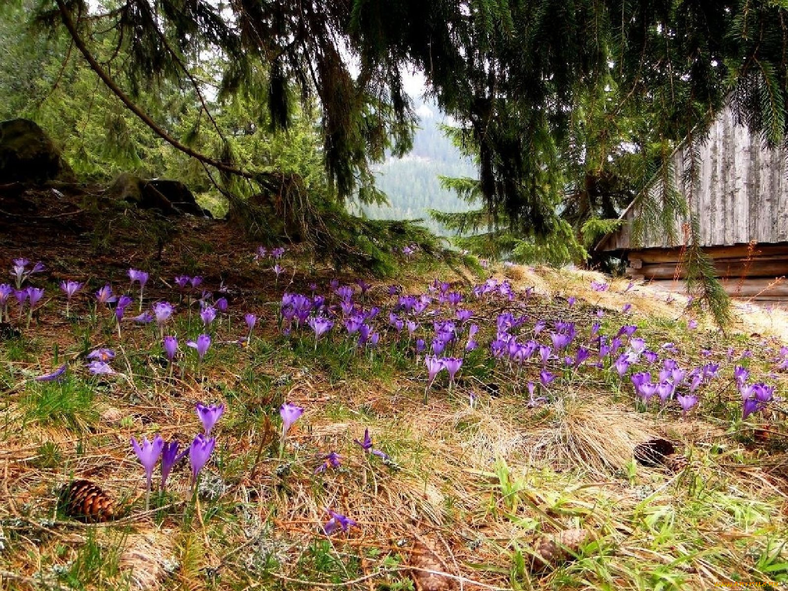 цветы, крокусы