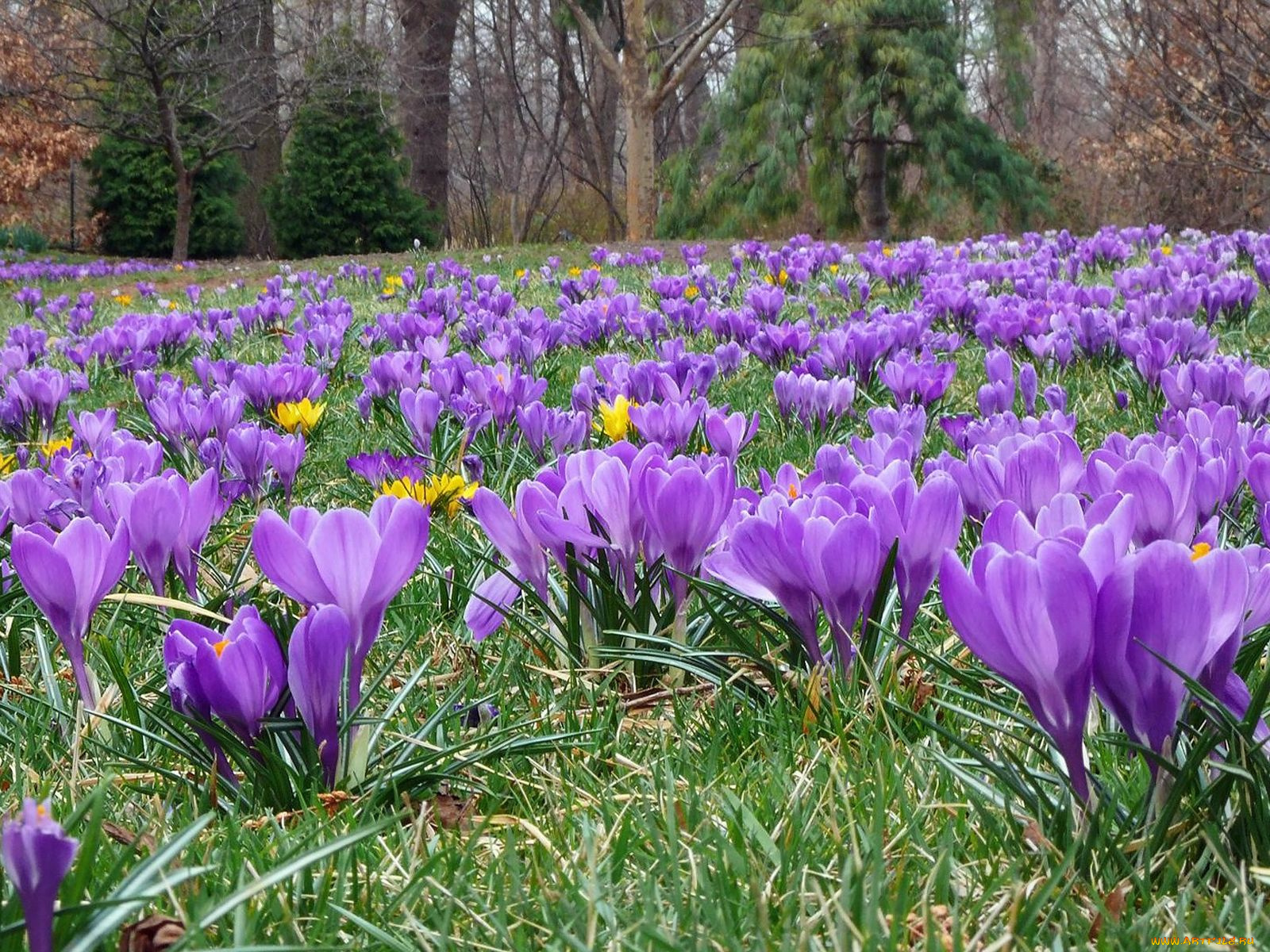цветы, крокусы