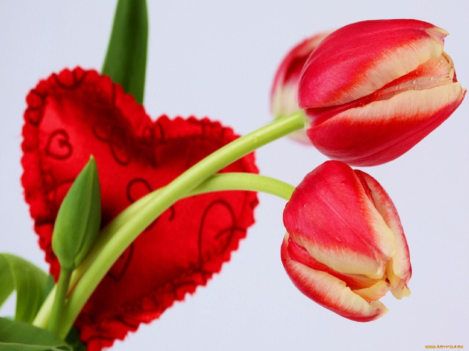 цветы, тюльпаны
