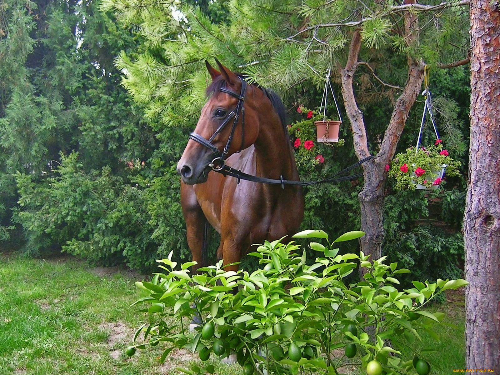 животные, лошади