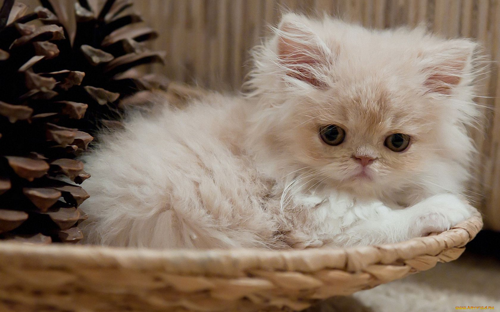 животные, коты