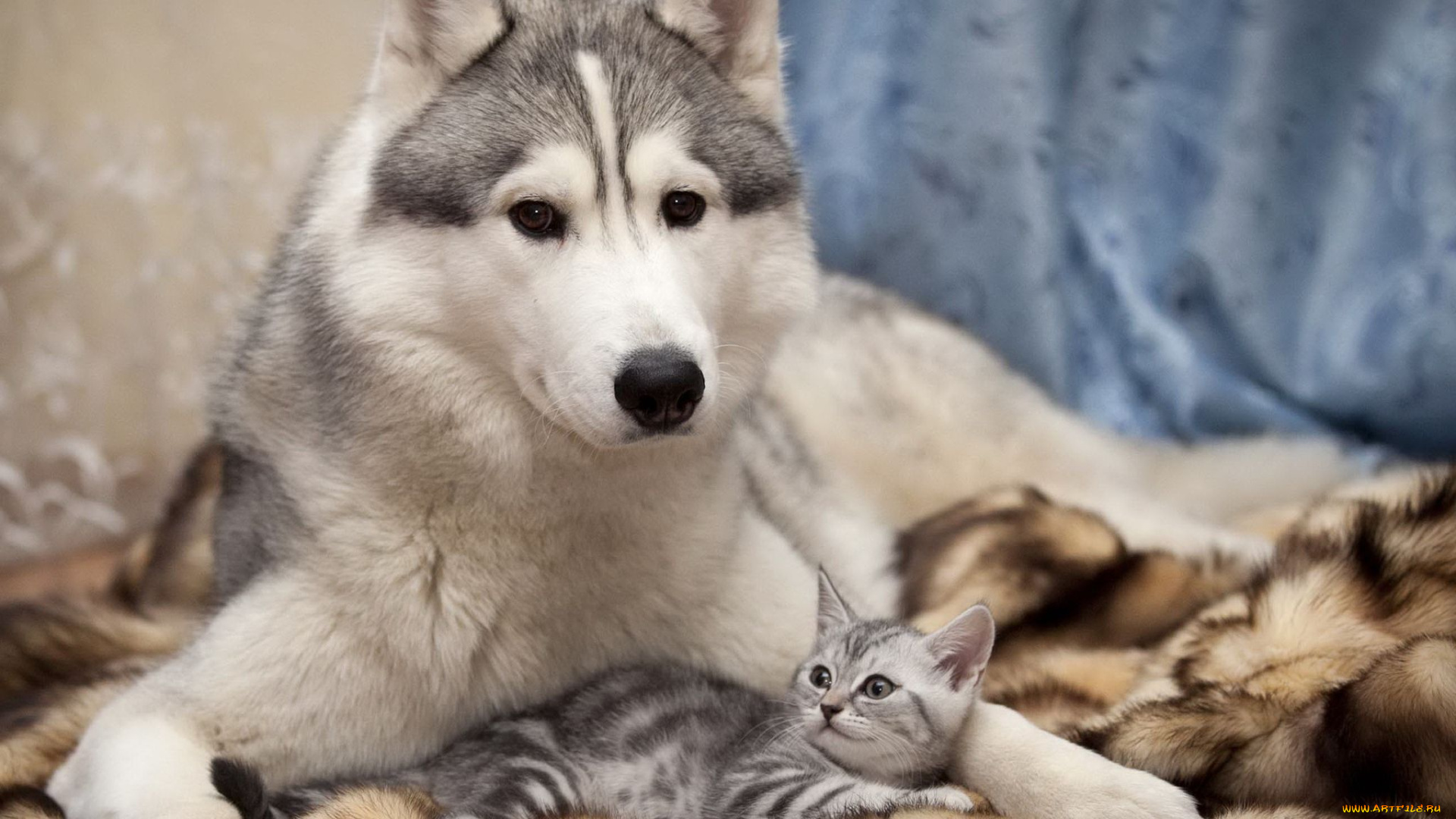 животные, разные, вместе