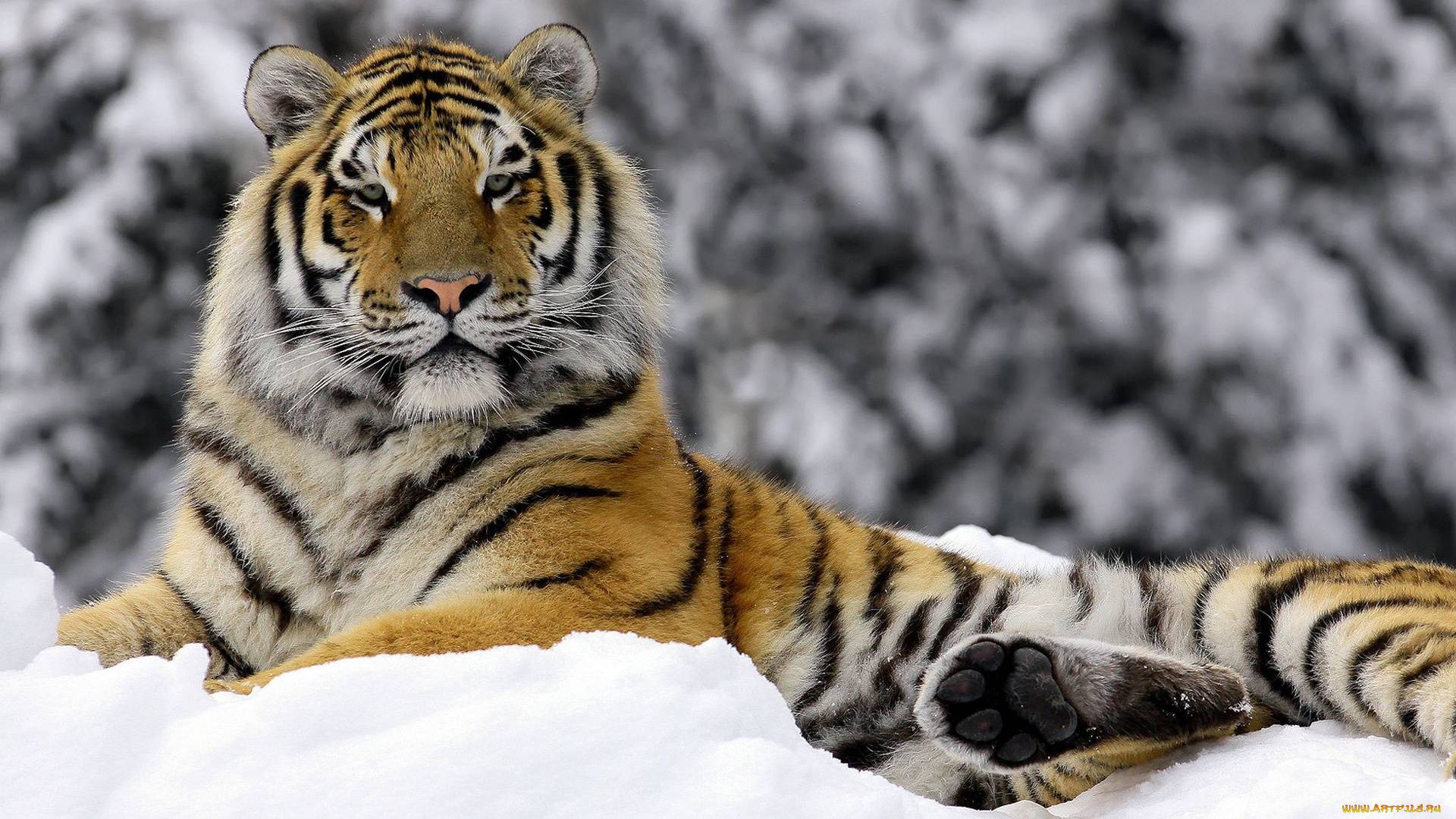 животные, тигры