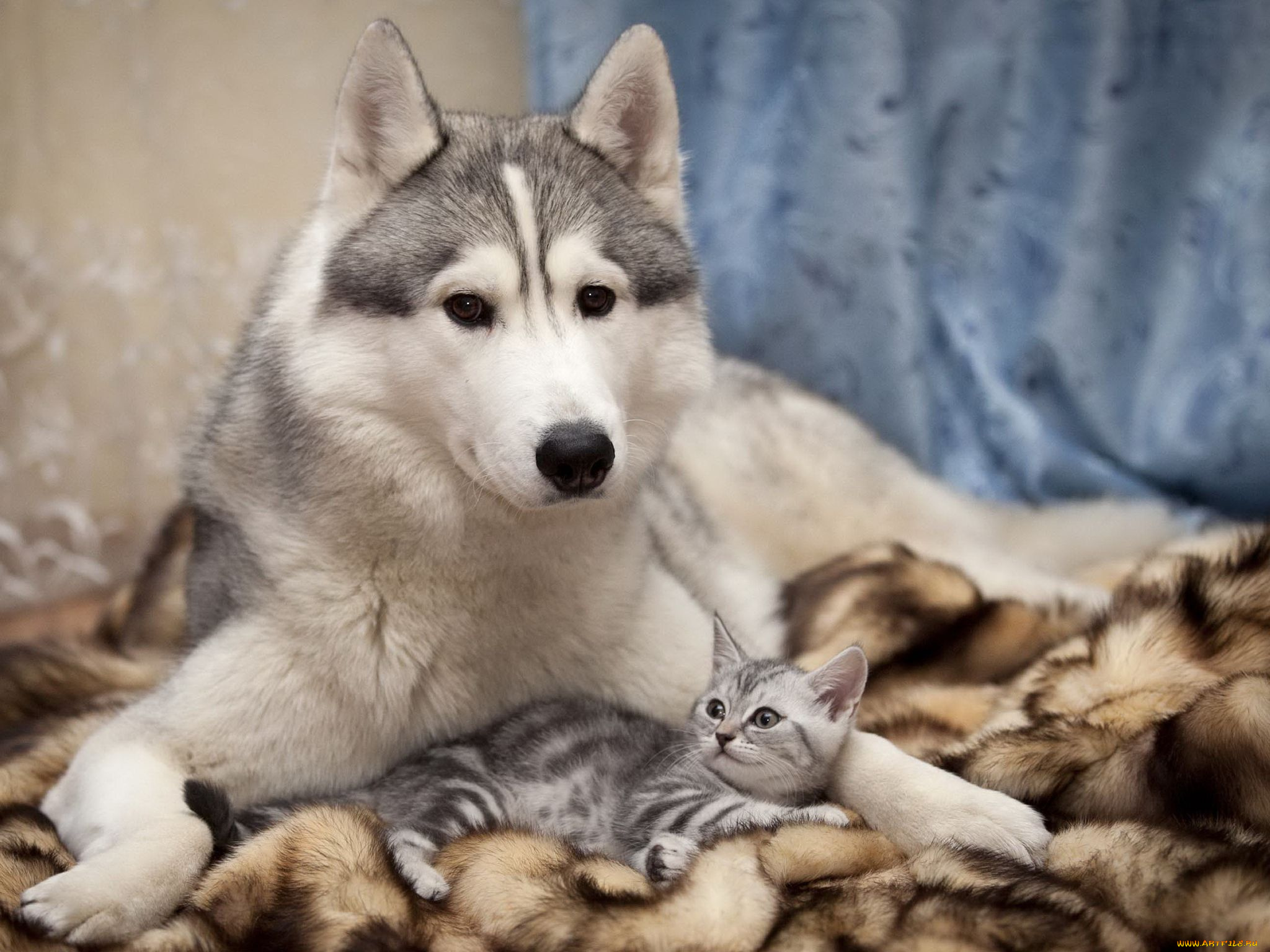 животные, разные, вместе