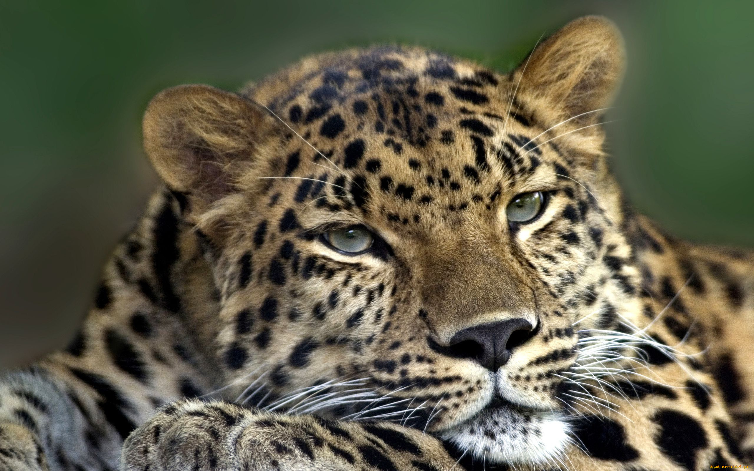животные, леопарды