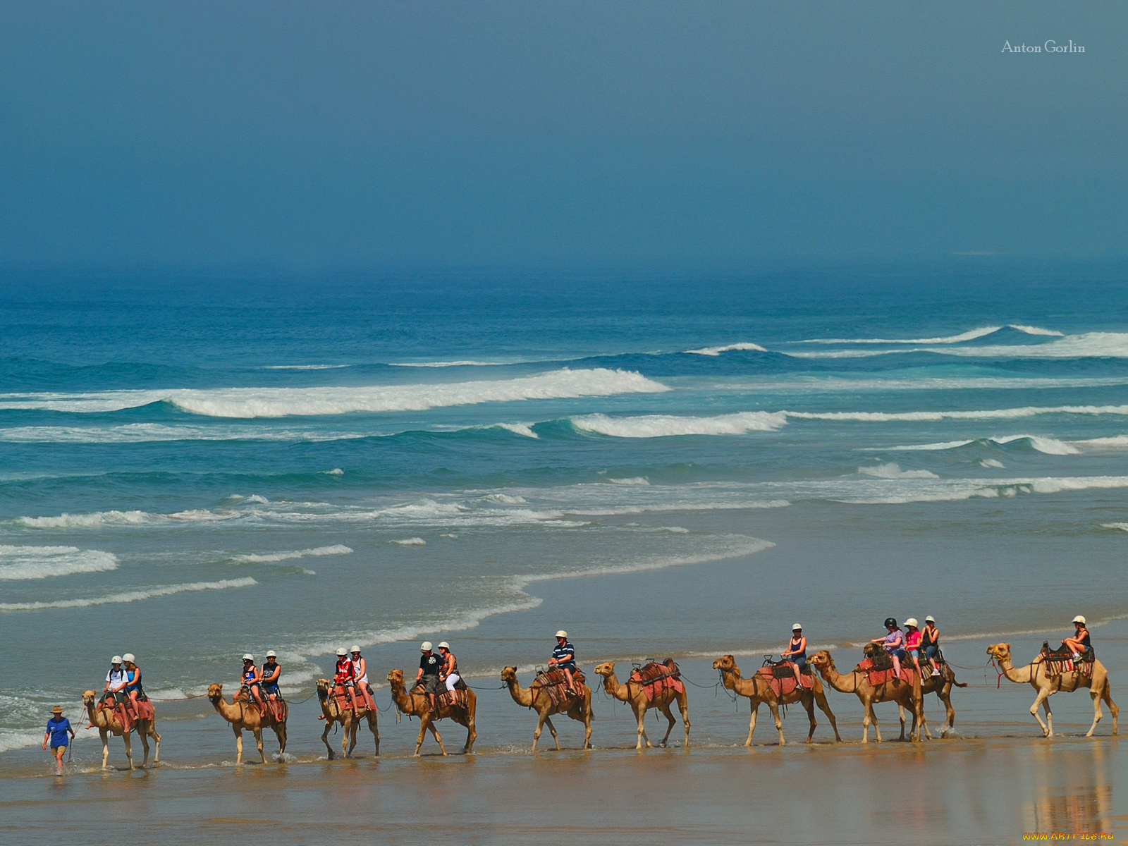 животные, верблюды, море, караван