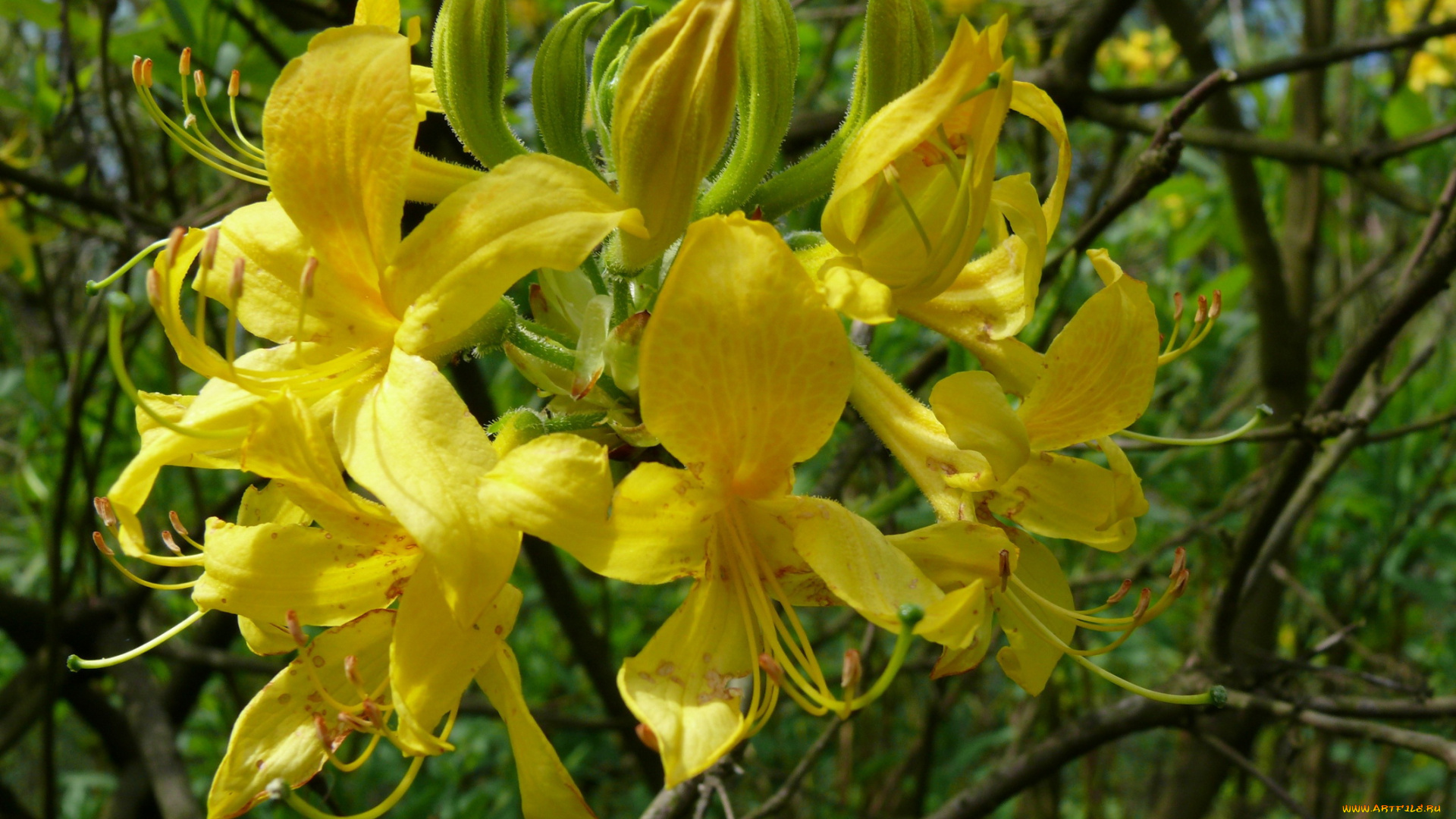 азалия, цветы, рододендроны, азалии, желтый