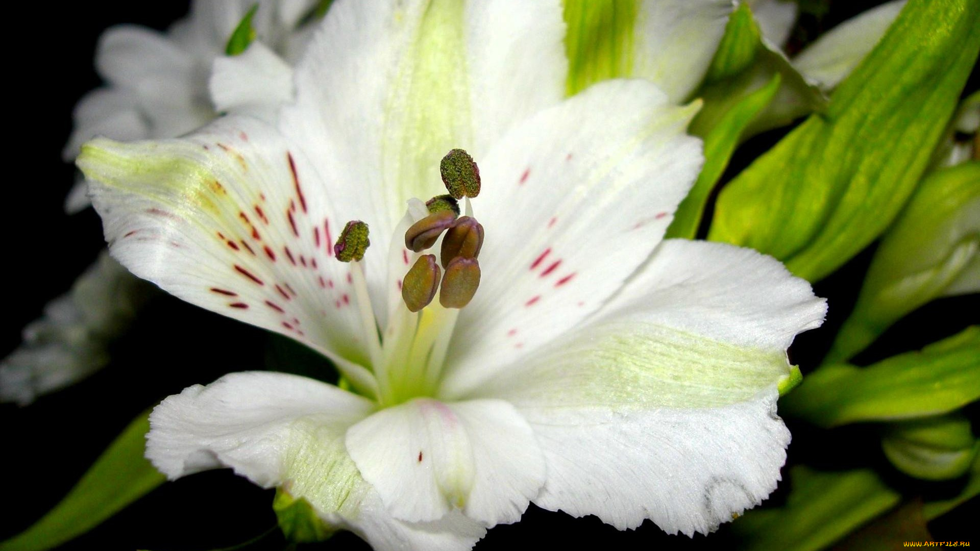 цветы, альстромерия, белый