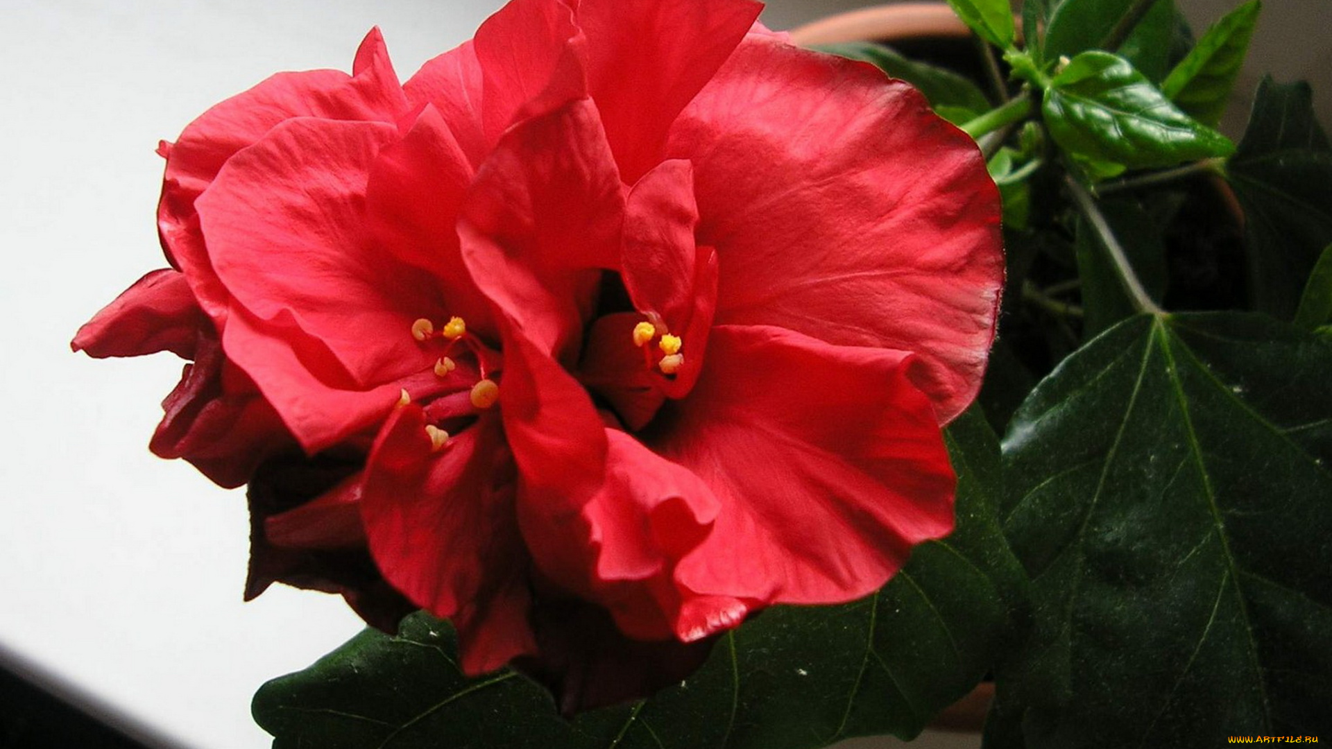 цветы, гибискусы, яркий, красный