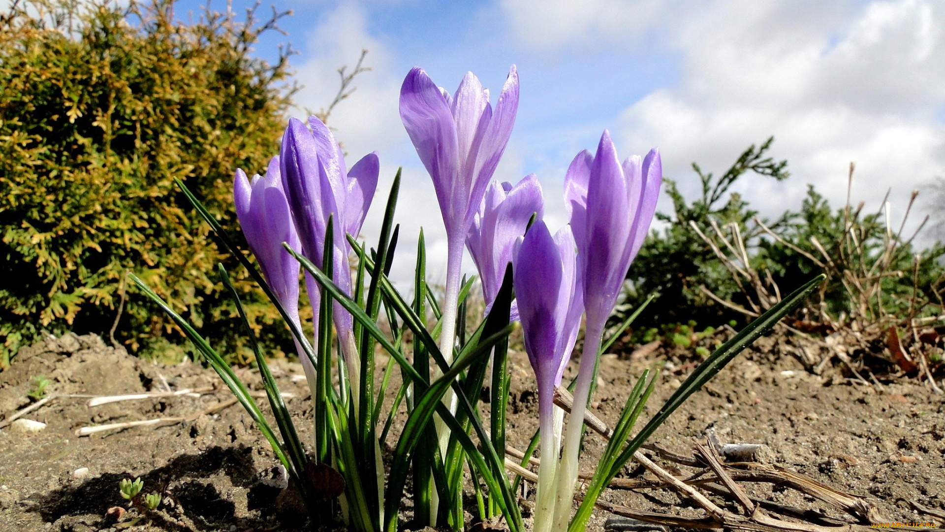 цветы, крокусы, нежный, сиреневый, весна
