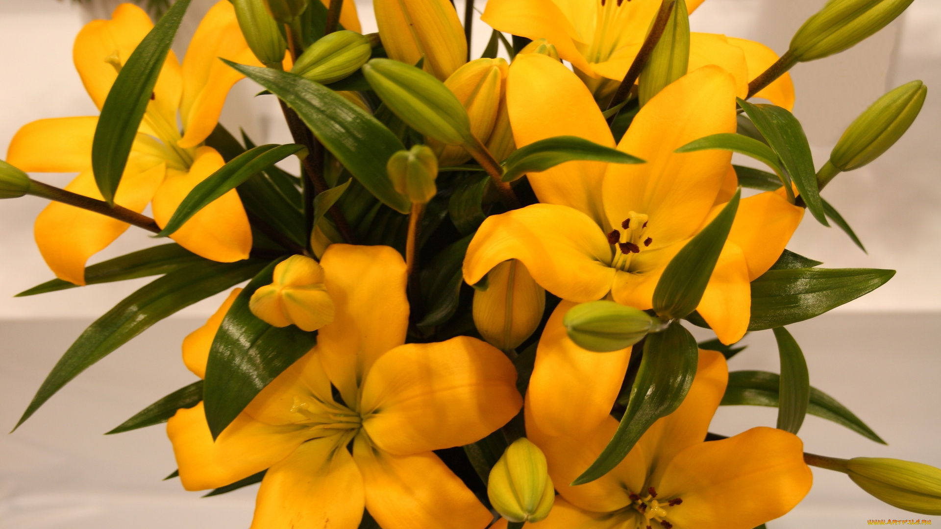 цветы, лилии, лилейники, желтый