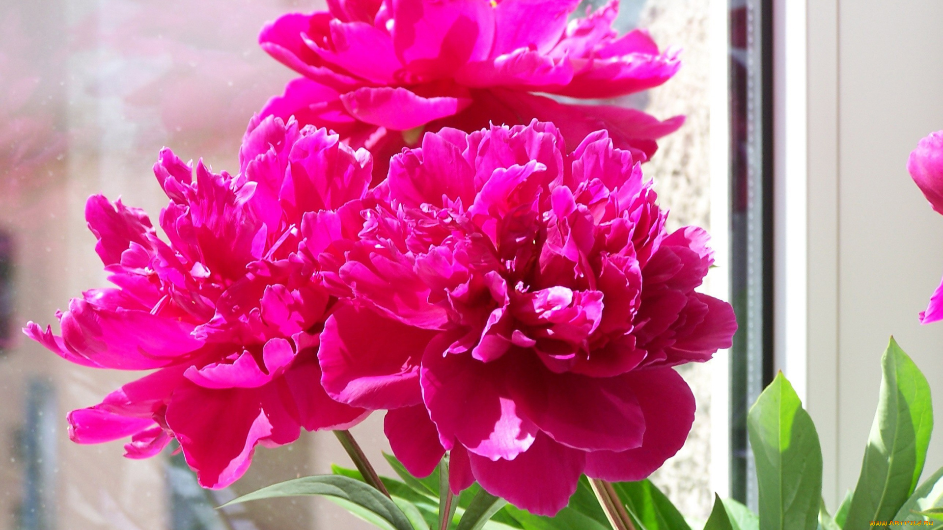 цветы, пионы, розовый, весна, май