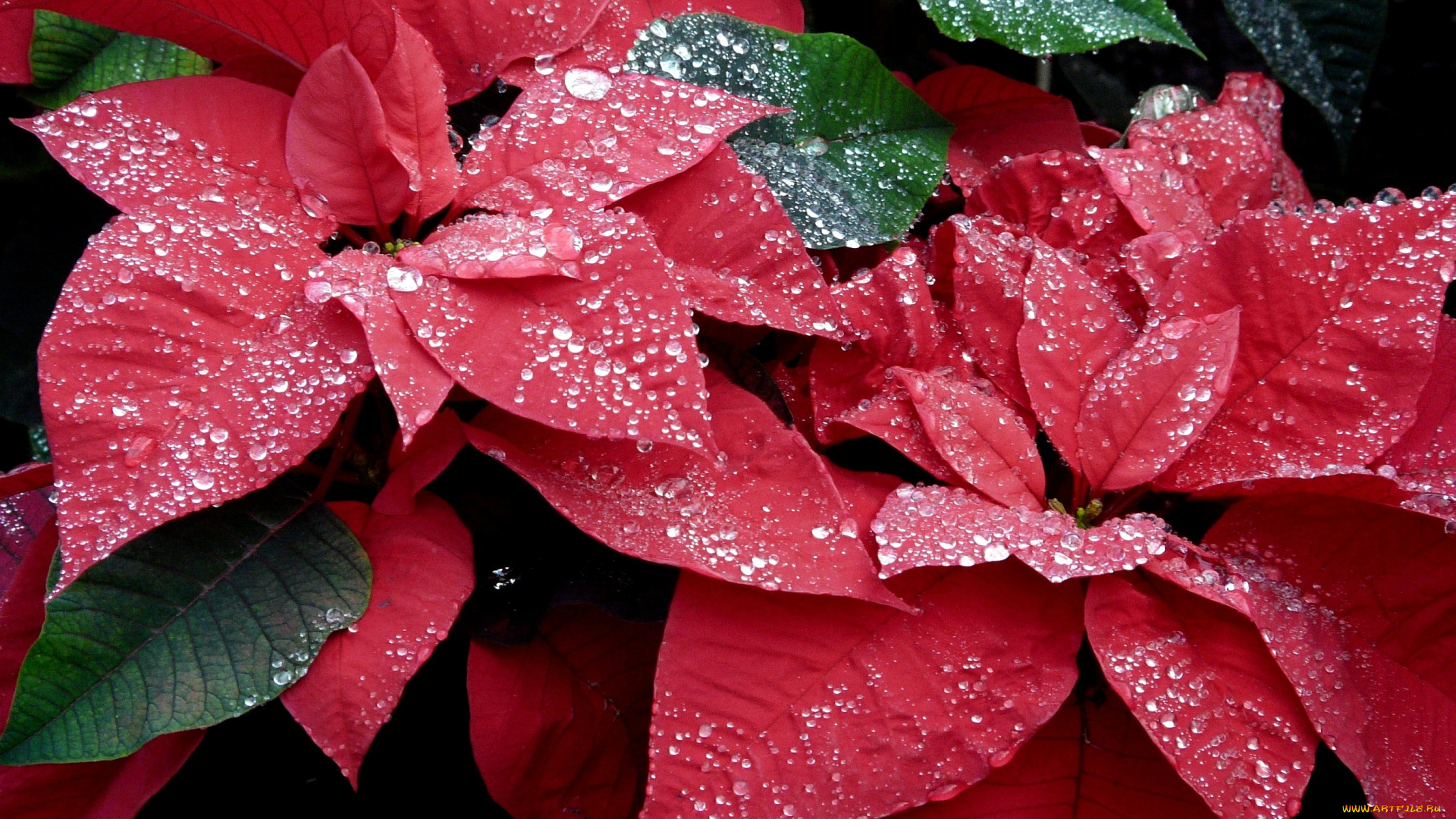 цветы, пуансеттия, красный, листья, капли
