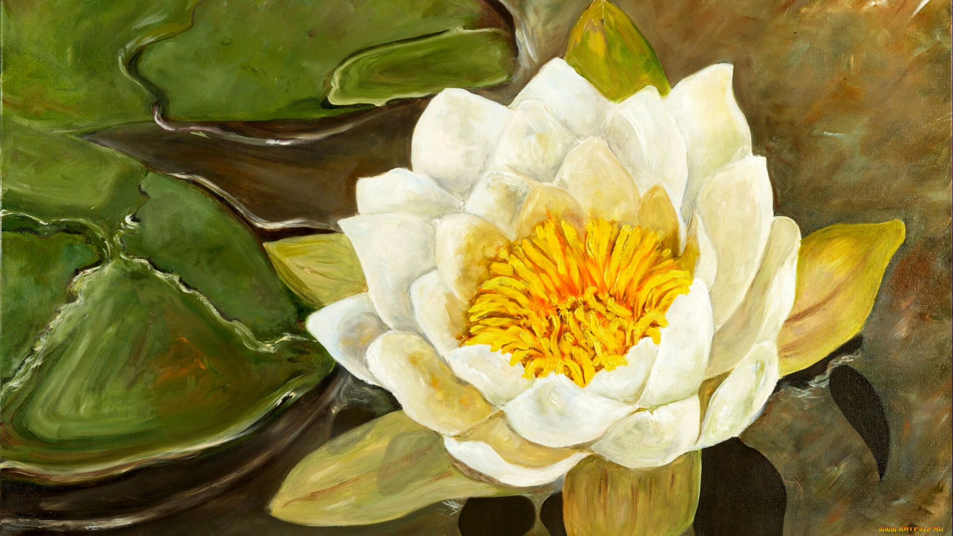 рисованные, цветы, цветок, вода, водяная, лилия, кувшинка