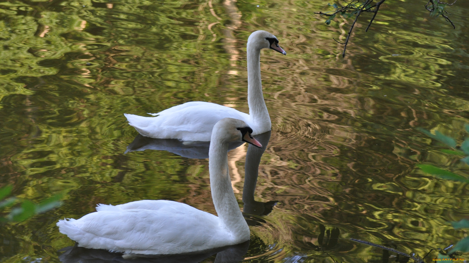 животные, лебеди, озеро, пруд, вода