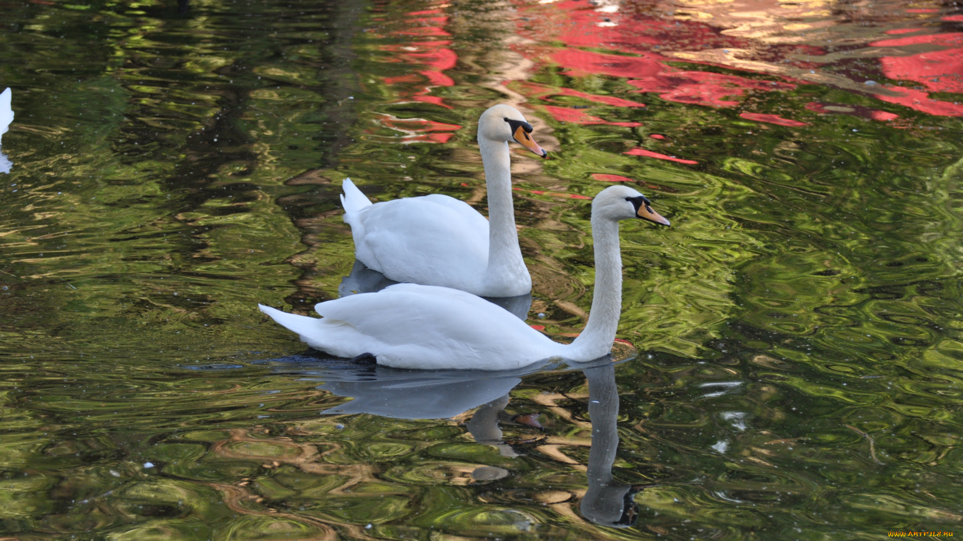животные, лебеди, вода, озеро, пруд