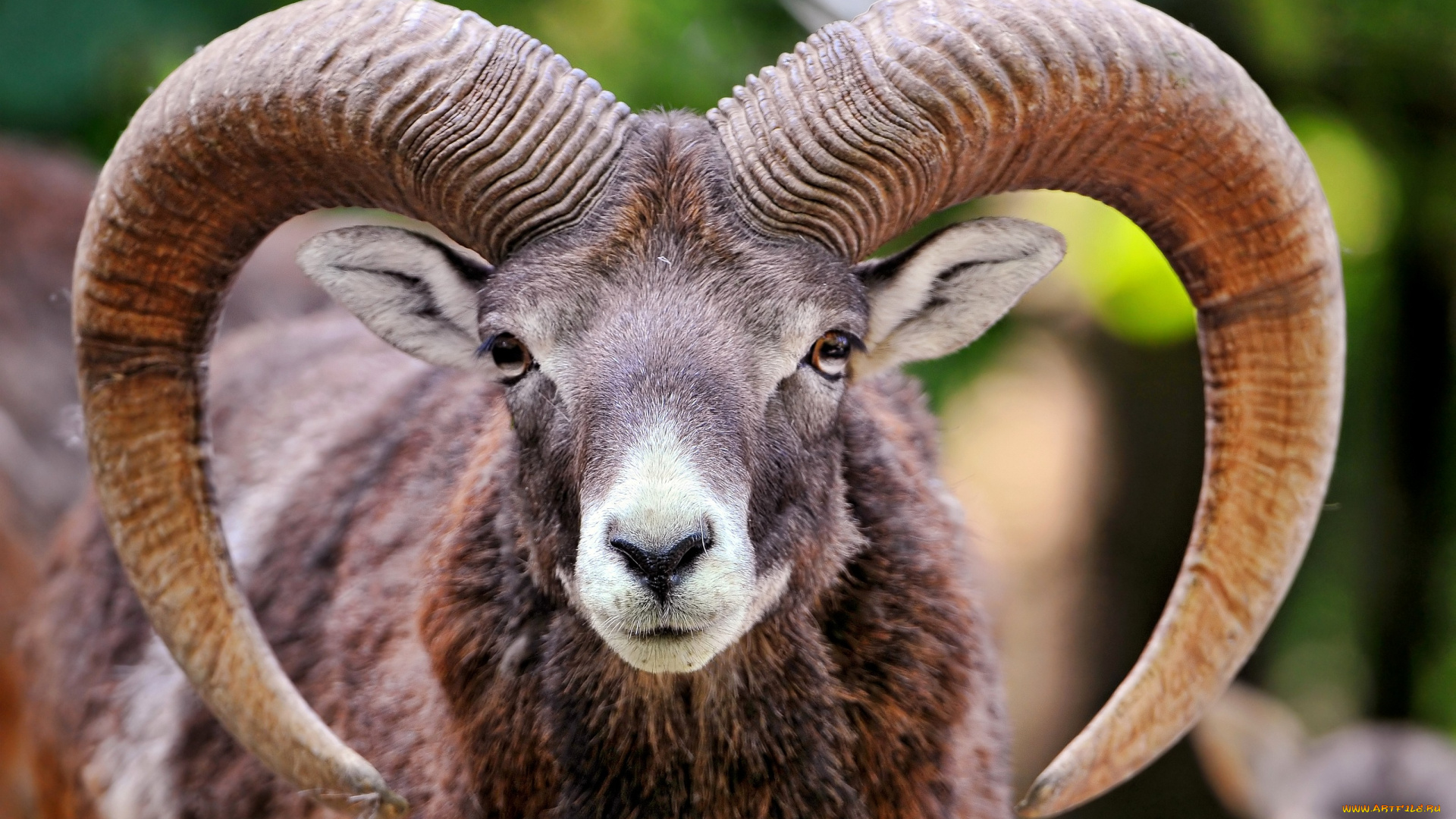 животные, овцы, бараны, козел, рога