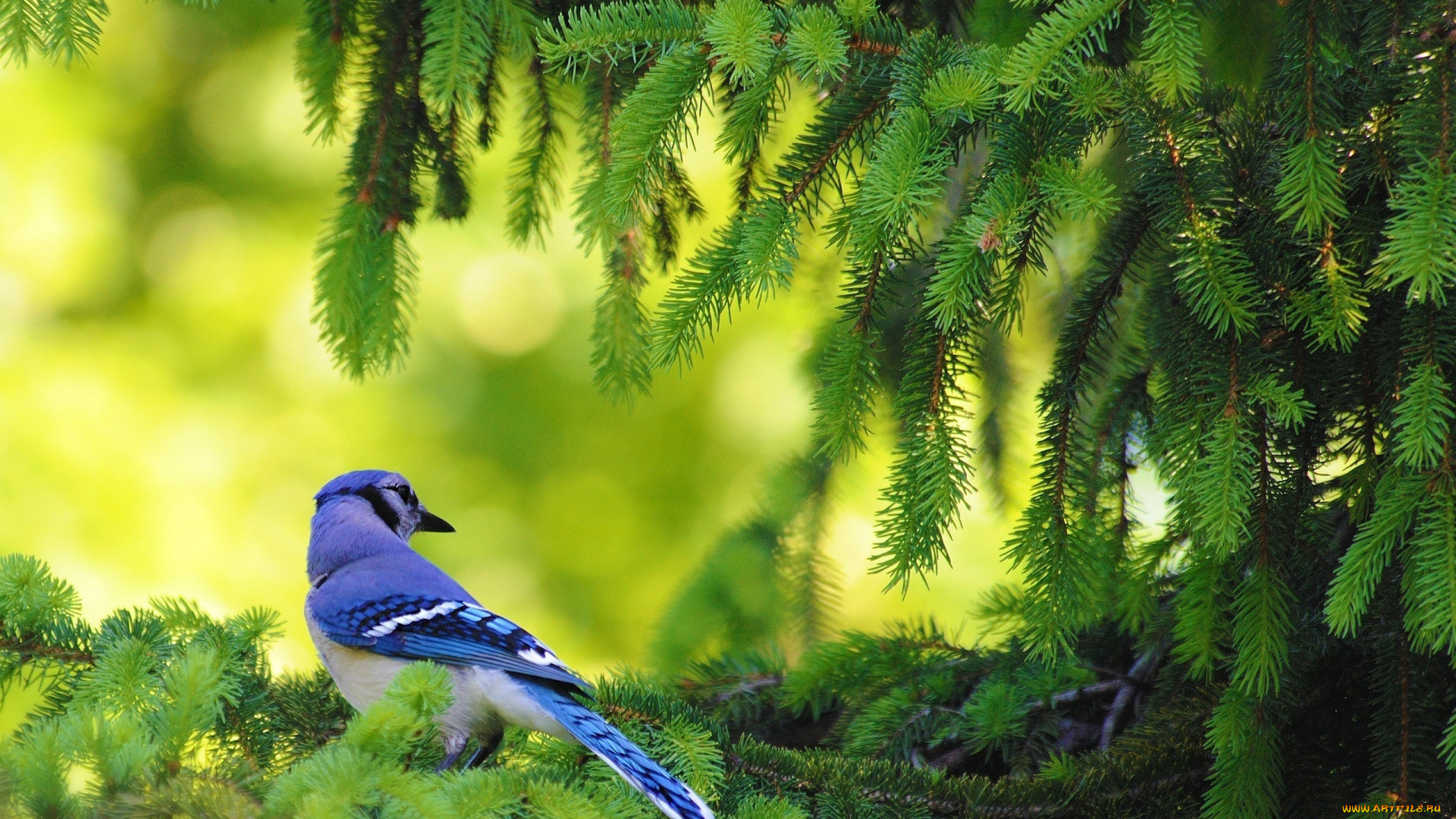 животные, сойки, птица, ель, ветка