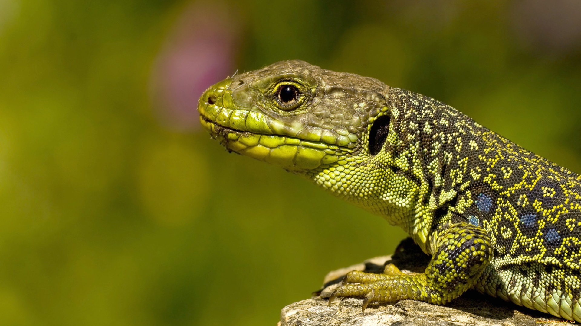 животные, Ящерицы, игуаны, вараны, ящерица, зеленый