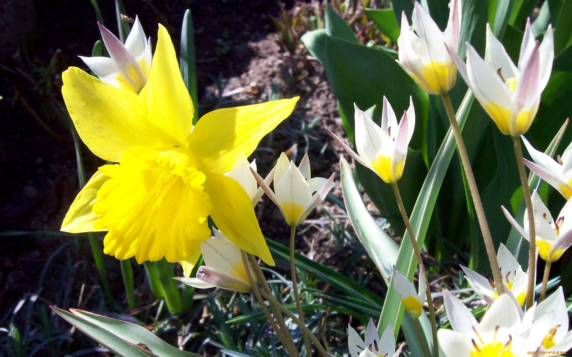 цветы, разные, вместе, яркий, желтый