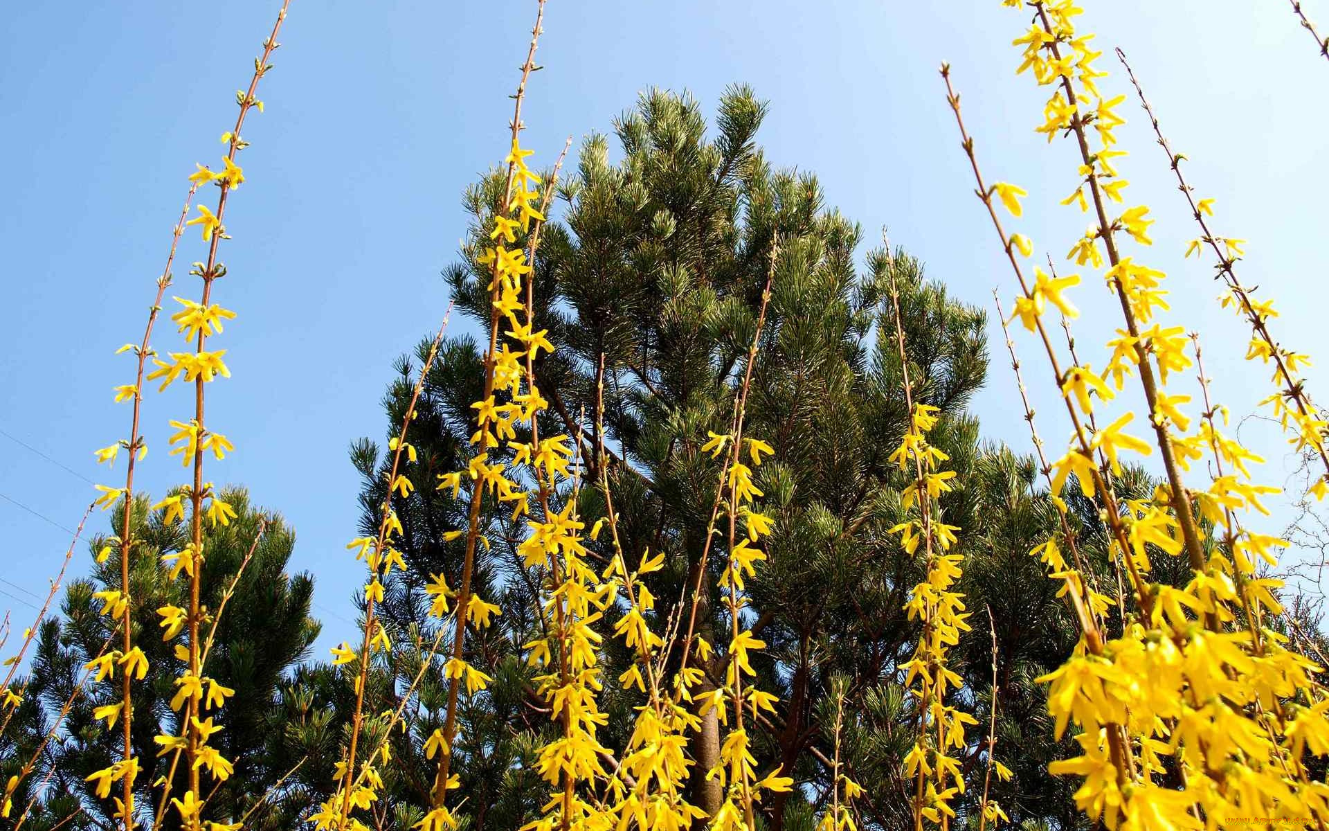 ракитник, цветы, цветущие, деревья, кустарники, золотой, желтый, солнечный