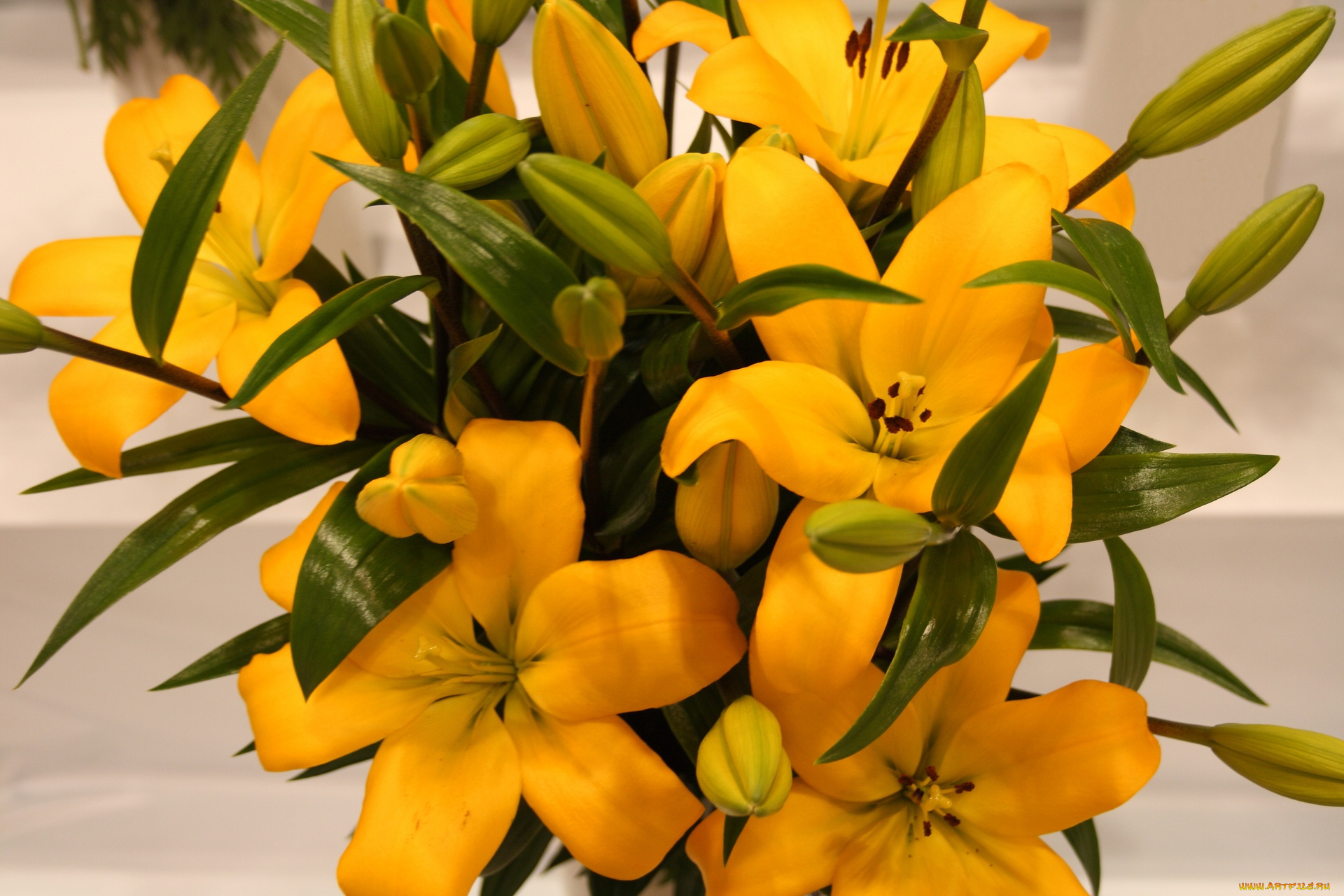 цветы, лилии, лилейники, желтый