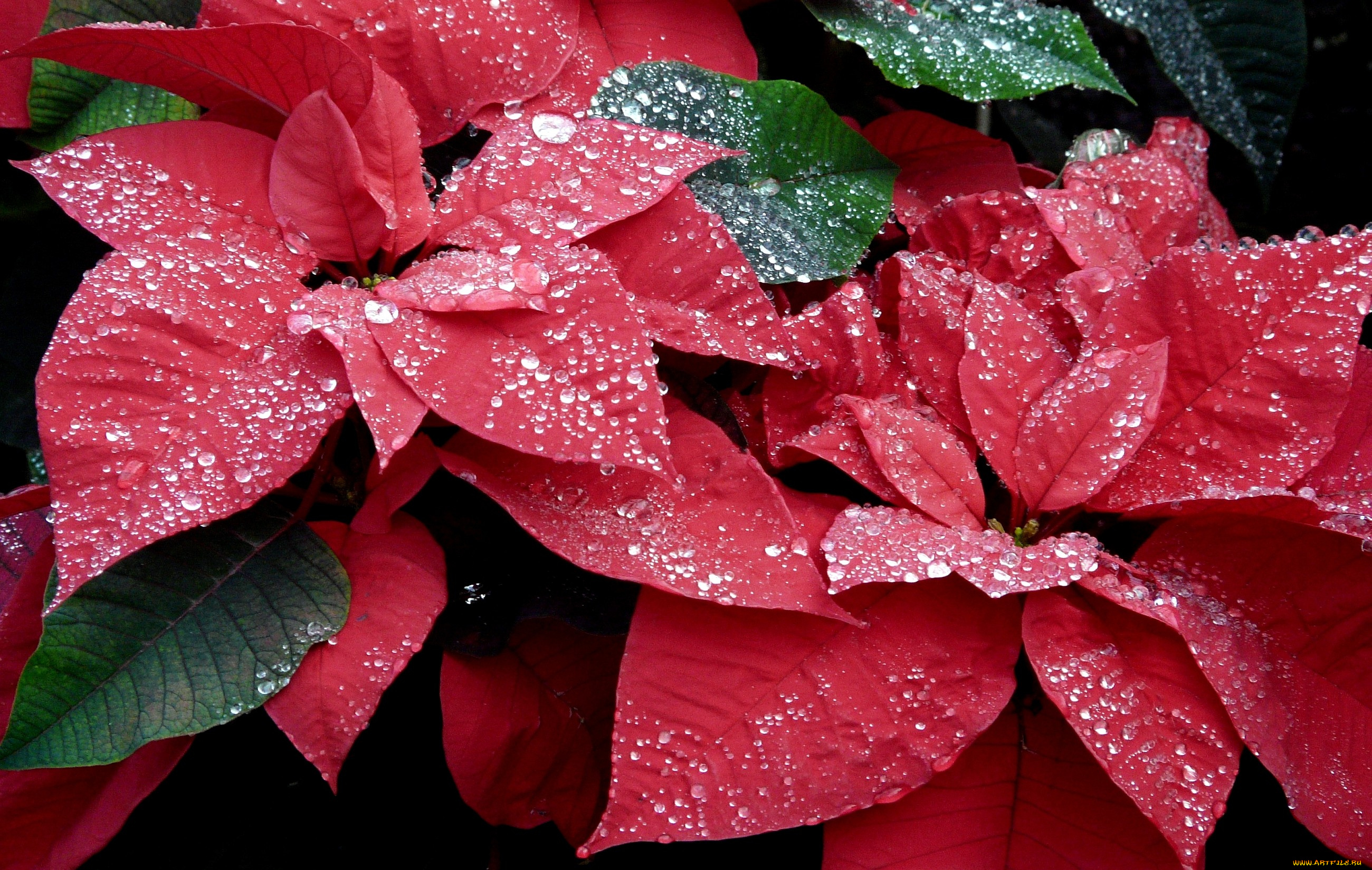 цветы, пуансеттия, красный, листья, капли