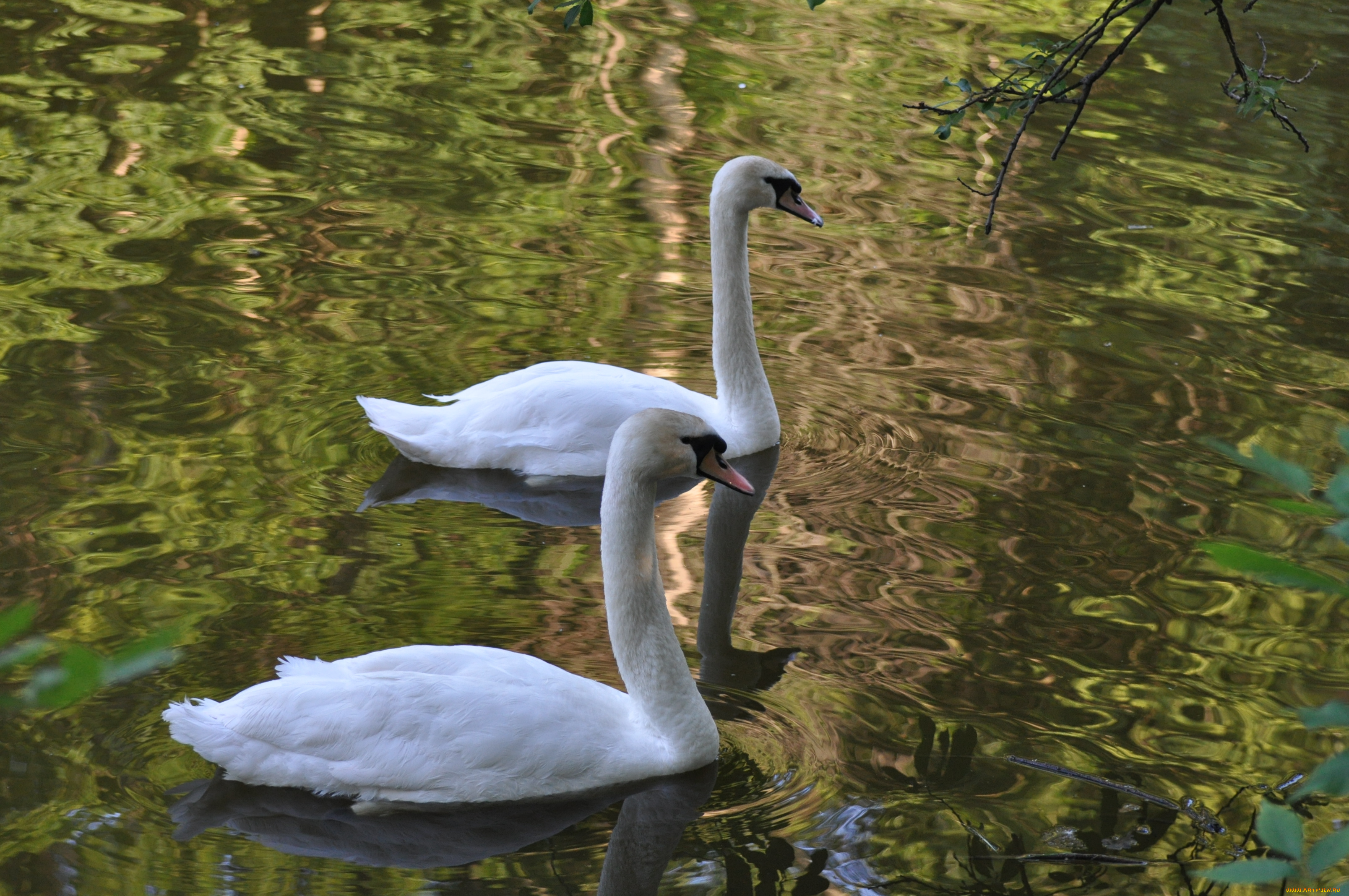 животные, лебеди, озеро, пруд, вода