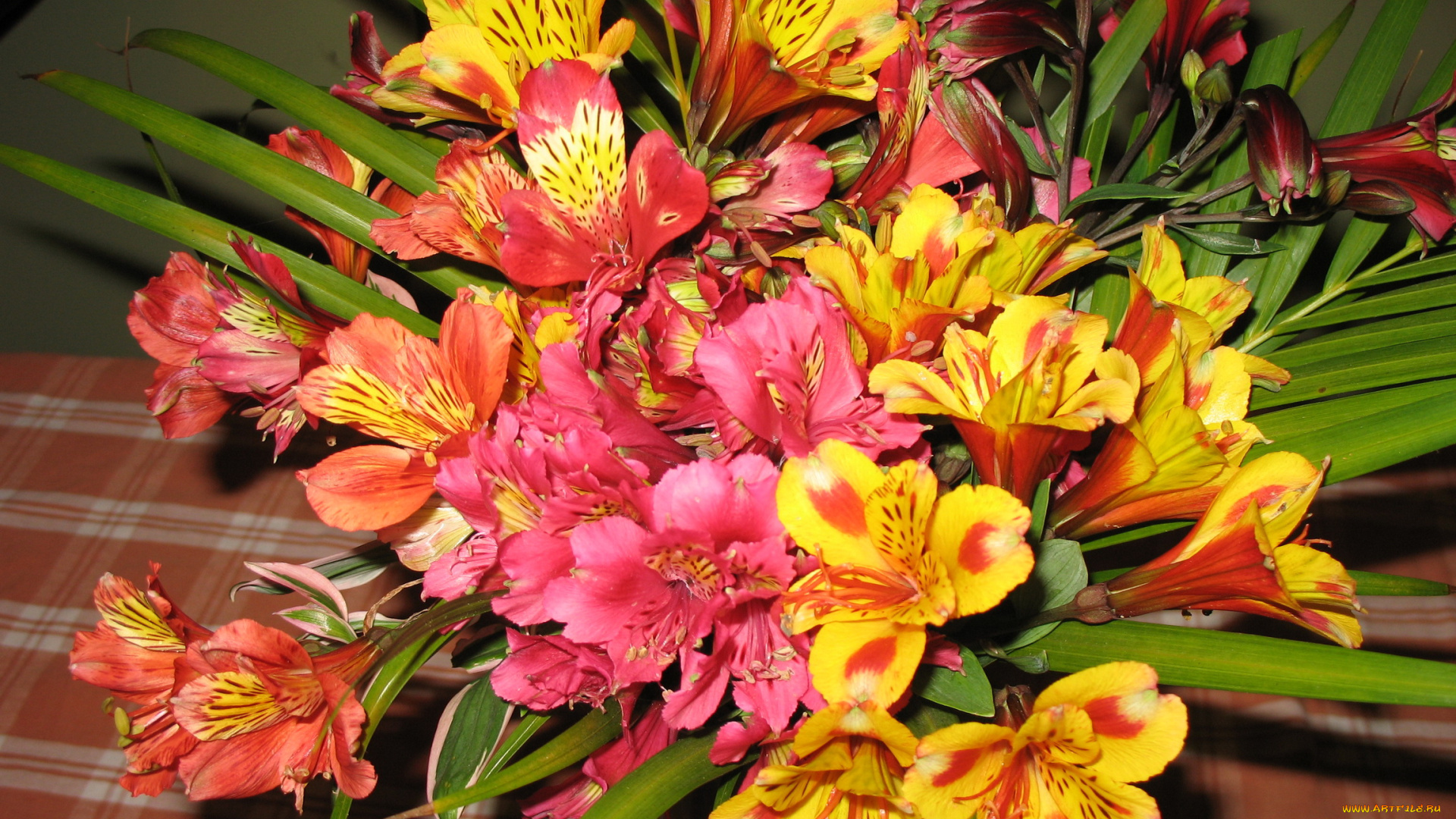 цветы, альстромерия, альстромёрия