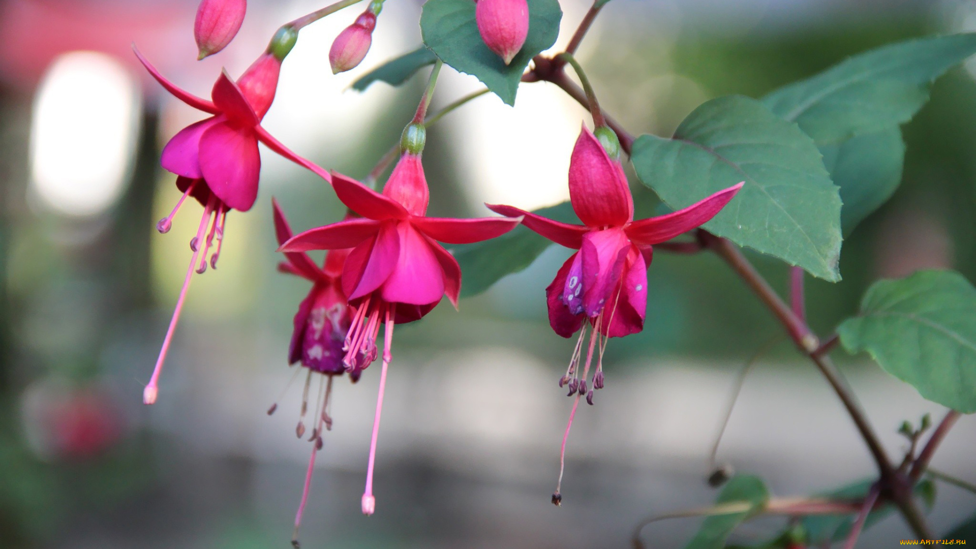 цветы, фуксия, розовый