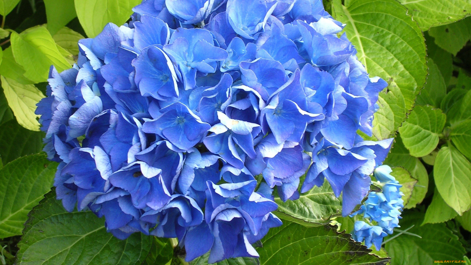 цветы, гортензия, синий